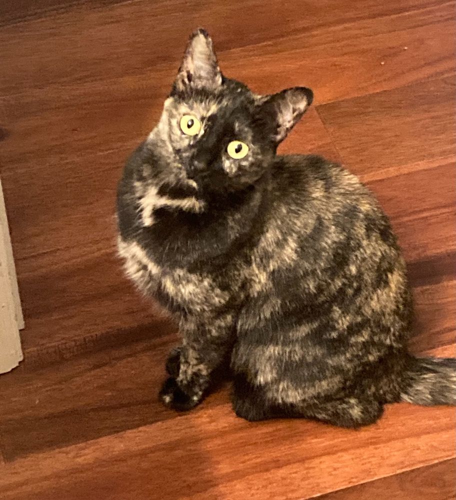 Kit Kat sitting on the floor looking attentively at the camera with a tilted head.
