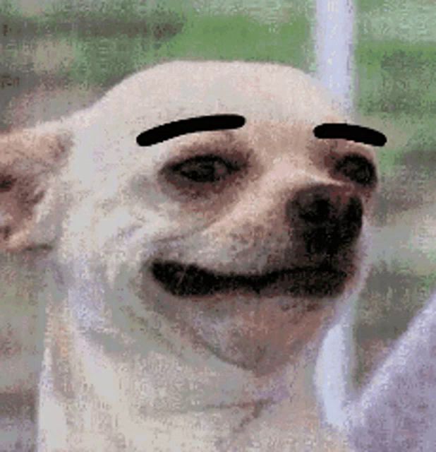 a close up of a dog with black eyebrows on it