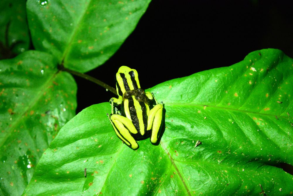 Poison dart frog carrying tadpoles
