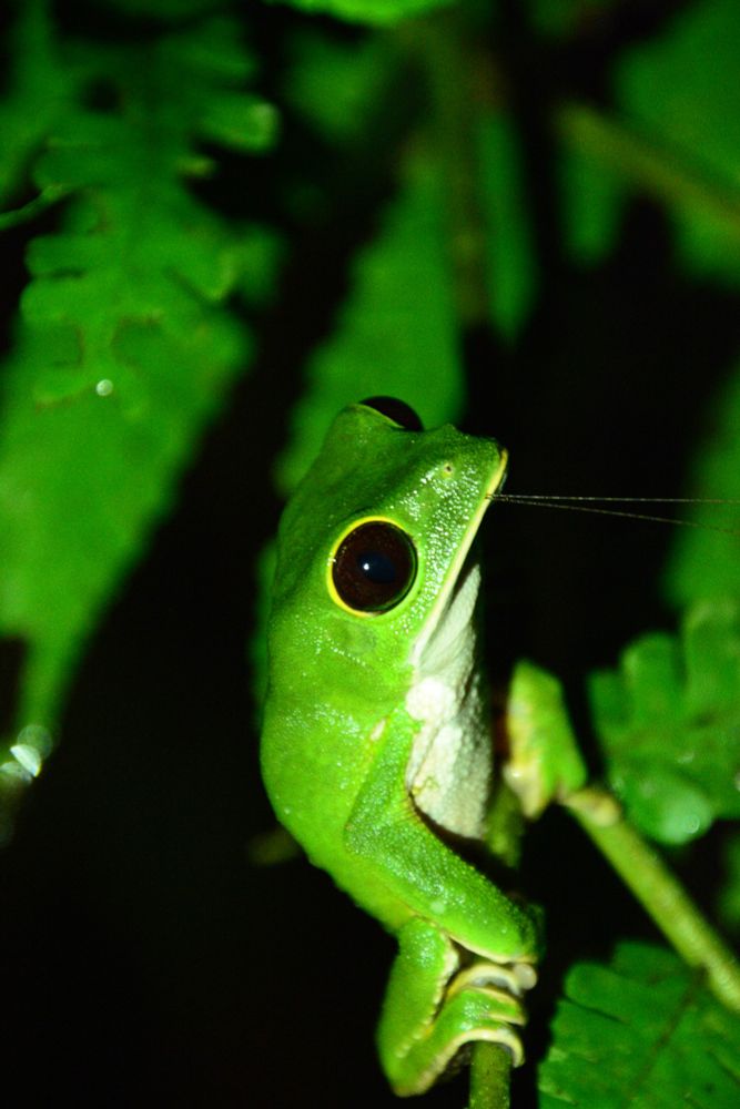Frog on a branch with a bug in its mouth