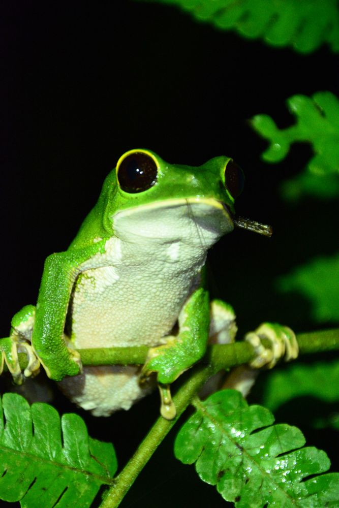 Frog on a branch with a bug in its mouth