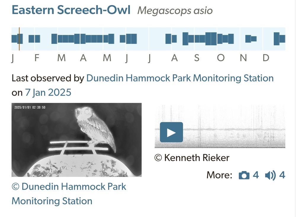 Eastern Screech-Owl Photo