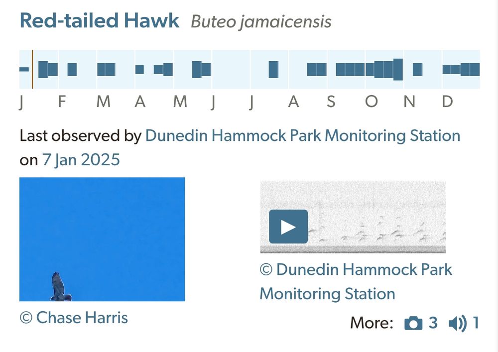 Red-tailed Hawk Audio