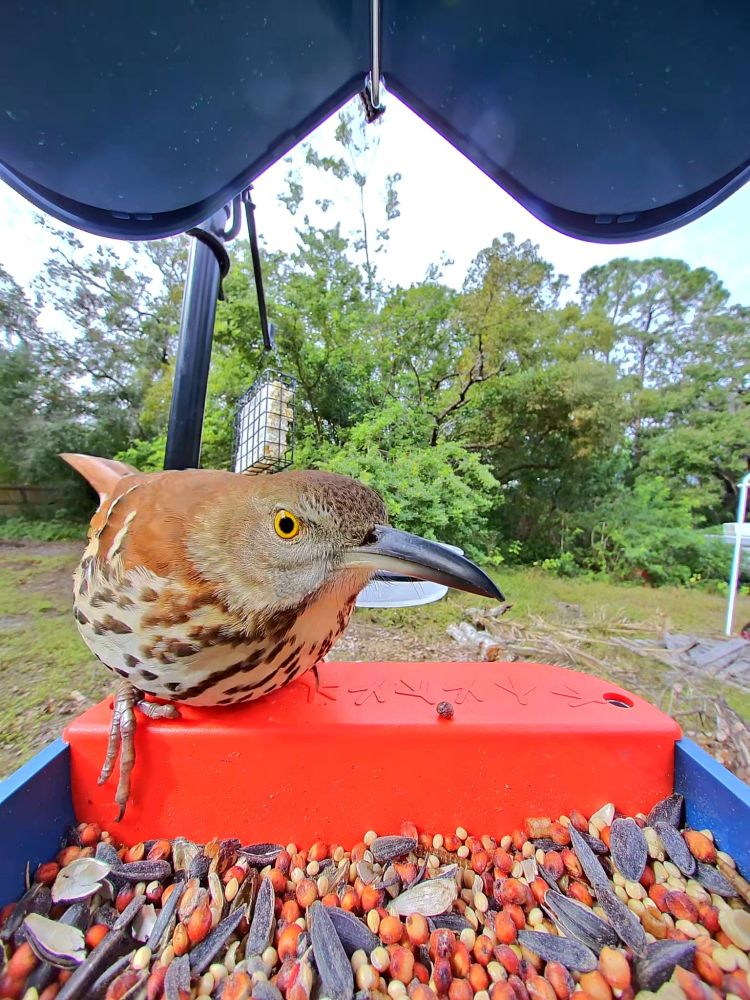 Brown Thrasher (Toxostoma rufum)