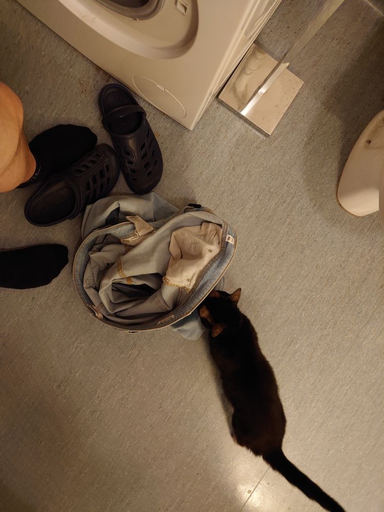 En sort katt snuser på en lyseblå dongeribukse som ligger på et blått baderomsgulv.