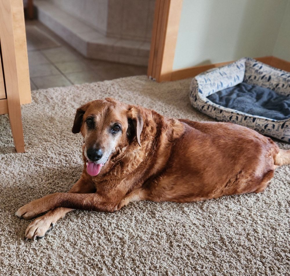 A rust colored lab mix, Rudy, laying on a beige carpet with his front paws crossed. He's looking towards the camera and has his tongue out.