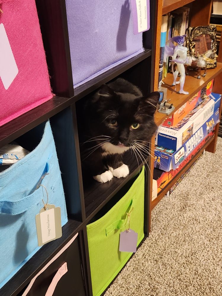 BIscuits, a black and white cat peeking out from a cube shelf filled with colorful bins, except for the empty shelf he's occupying.