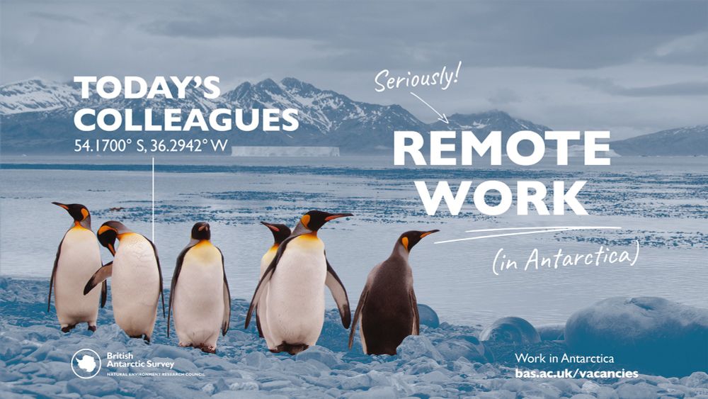 An advert for 'seriously remote work' in Antarctica shows a group of king penguins labelled 'today's colleagues'. Photo by Alistair Wilson