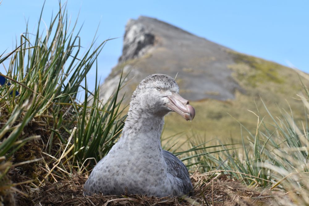 Giant petrel, nesting on Bird Island (Photo: Jess Callaghan)