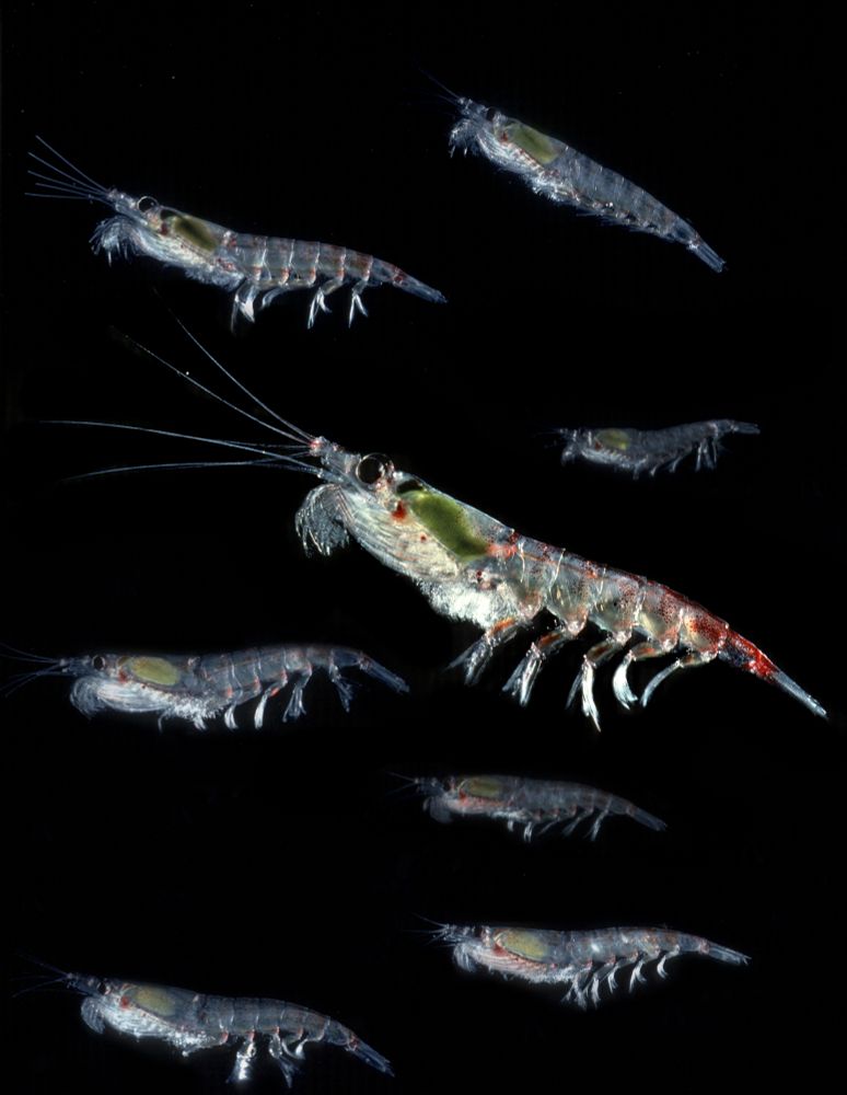 Close-up of multiple translucent krill with visible internal organs swimming against a black background.