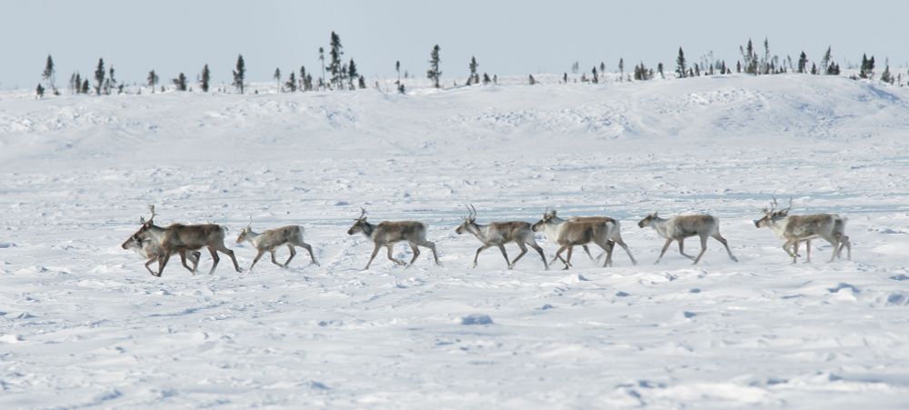 A herd of Barren-ground caribou (Rangifer tarandus) move through a snowy winter landscape, Wapusk National Park, Manitoba, Canada (© Peter Ewins / WWF-Canada)
