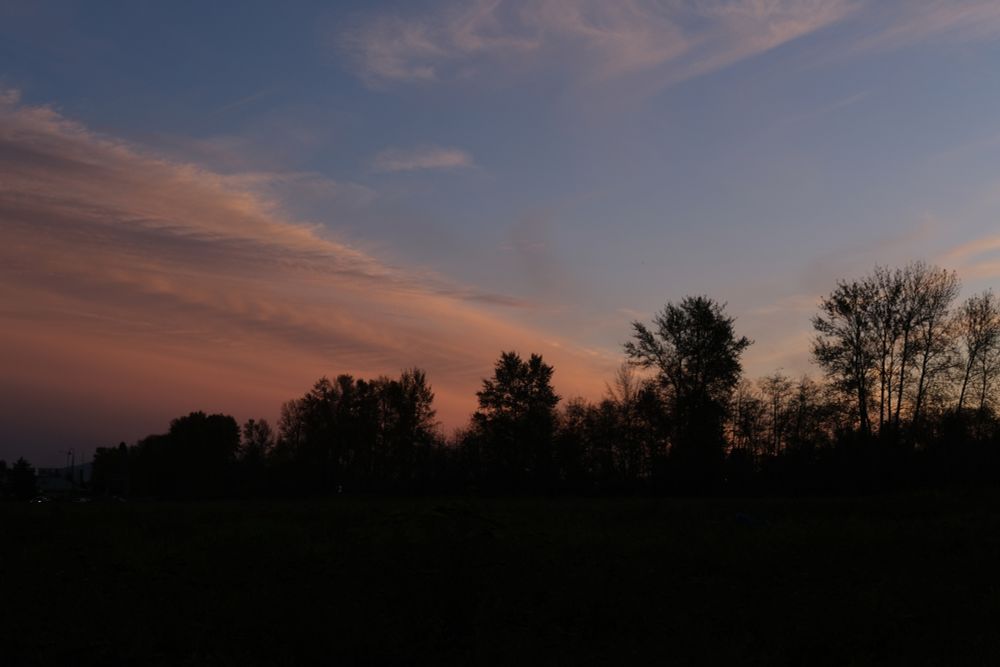 An evening skyline over a treeline. Sky is a lovely blue with wispy orange clouds.