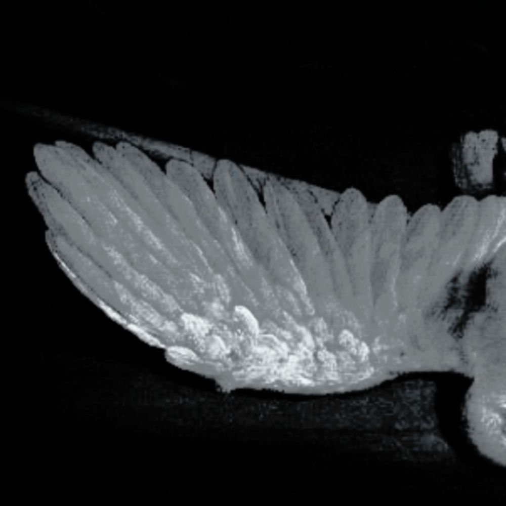 Dead Dove . Pinacoteca Nazionale Bologna .