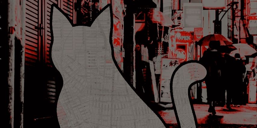 A stray cat ; success sochima