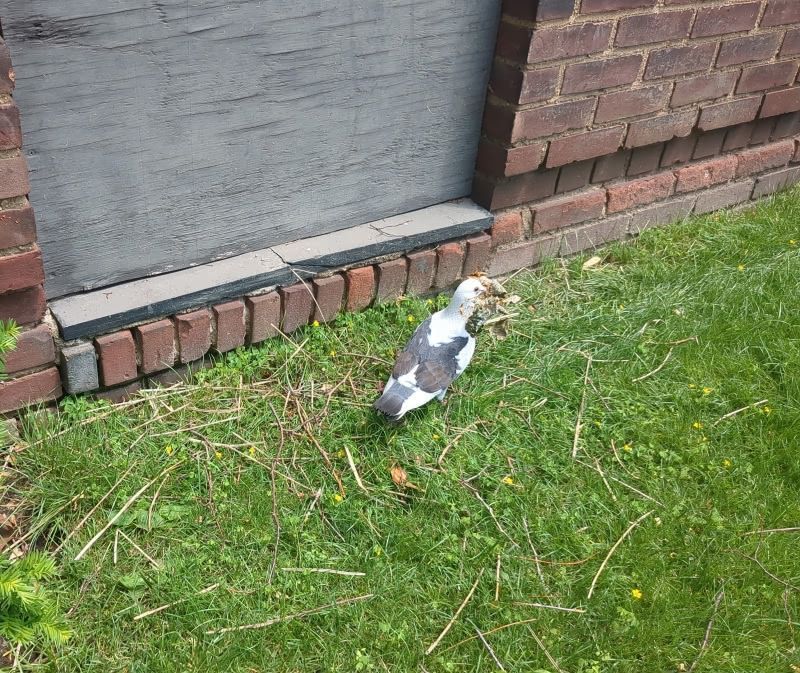 Pigeon Nest-Building in Forest Hills