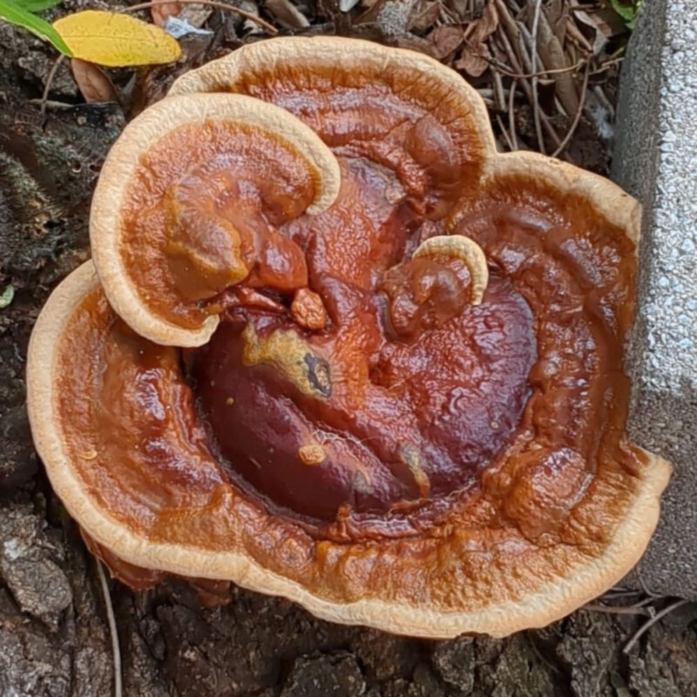 Reishi Mushroom in Brooklyn Tree Pit