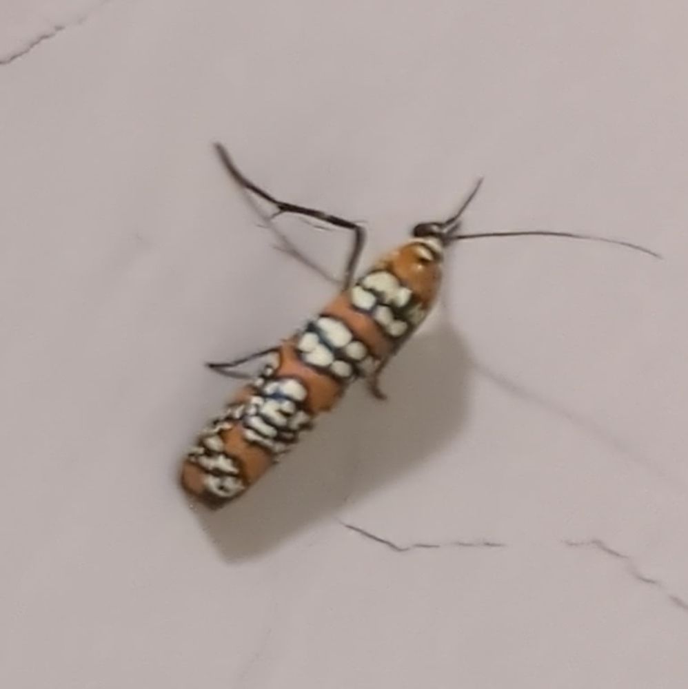 Rescuing an Ailanthus Webworm Moth