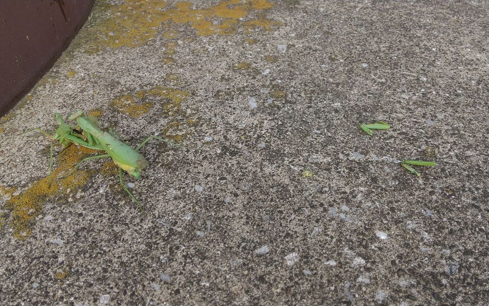 カマキリの共食い