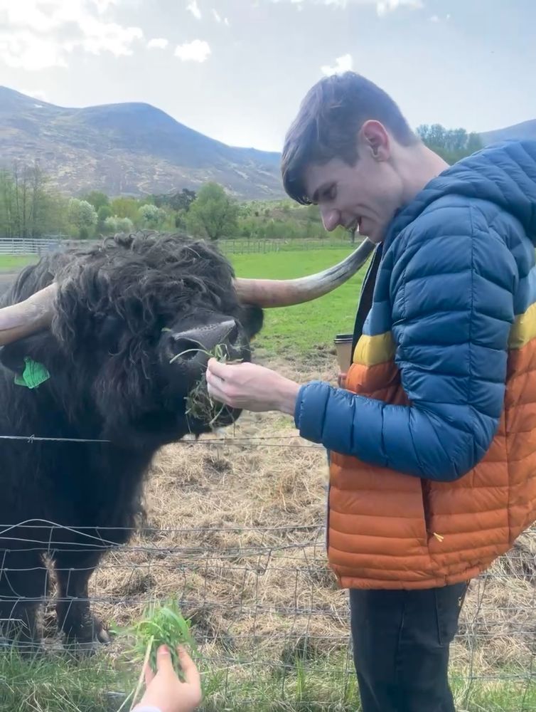 Me feeding a highland cow
