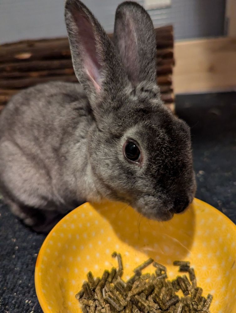 Circe, a grey rabbit, eating