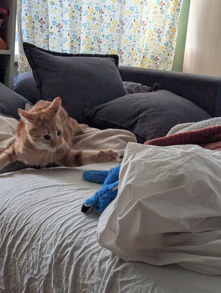 Photo de Zacky qui chasse son jouet.
Zacky est un chat roux, il est sur un canapé, et son jouet est un renard bleu.
Sur cette photo, Zacky est en pleine attaque, les pattes avant écartées, le museau prêt à mordre.