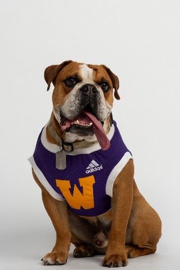SItting English bulldog with tongue hanging out wearing Western Illinois jersey. A good dog.