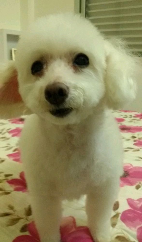 Cachorrinha branca, Poodle, em cima de um tecido florido e olhado para a câmera.