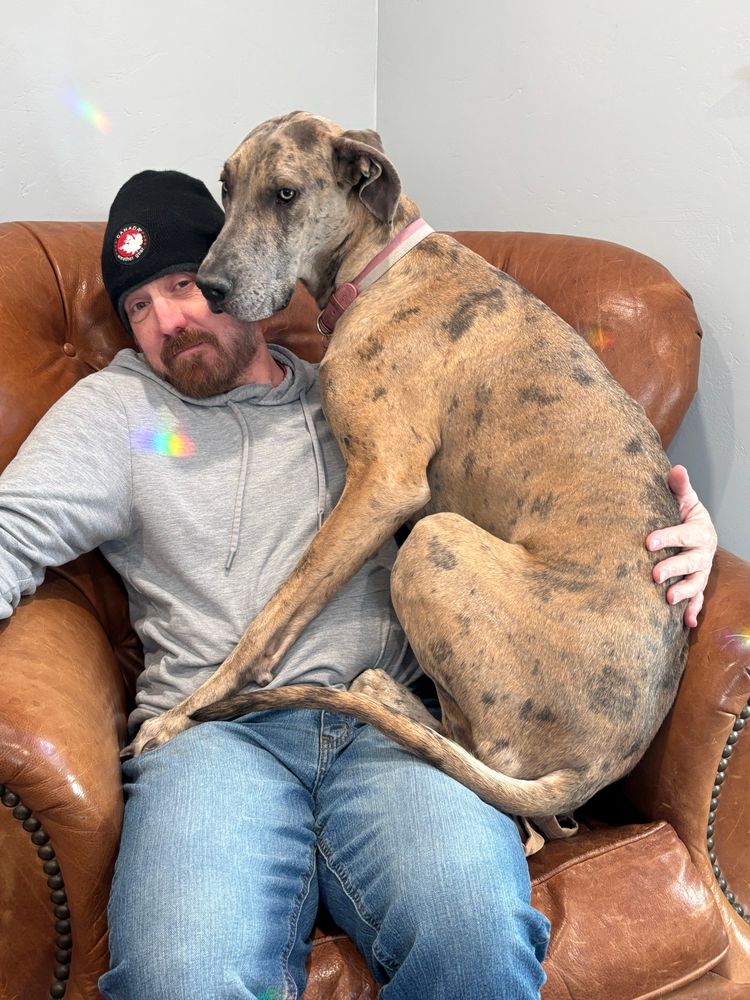 Great Dane sitting on man’s lap. 