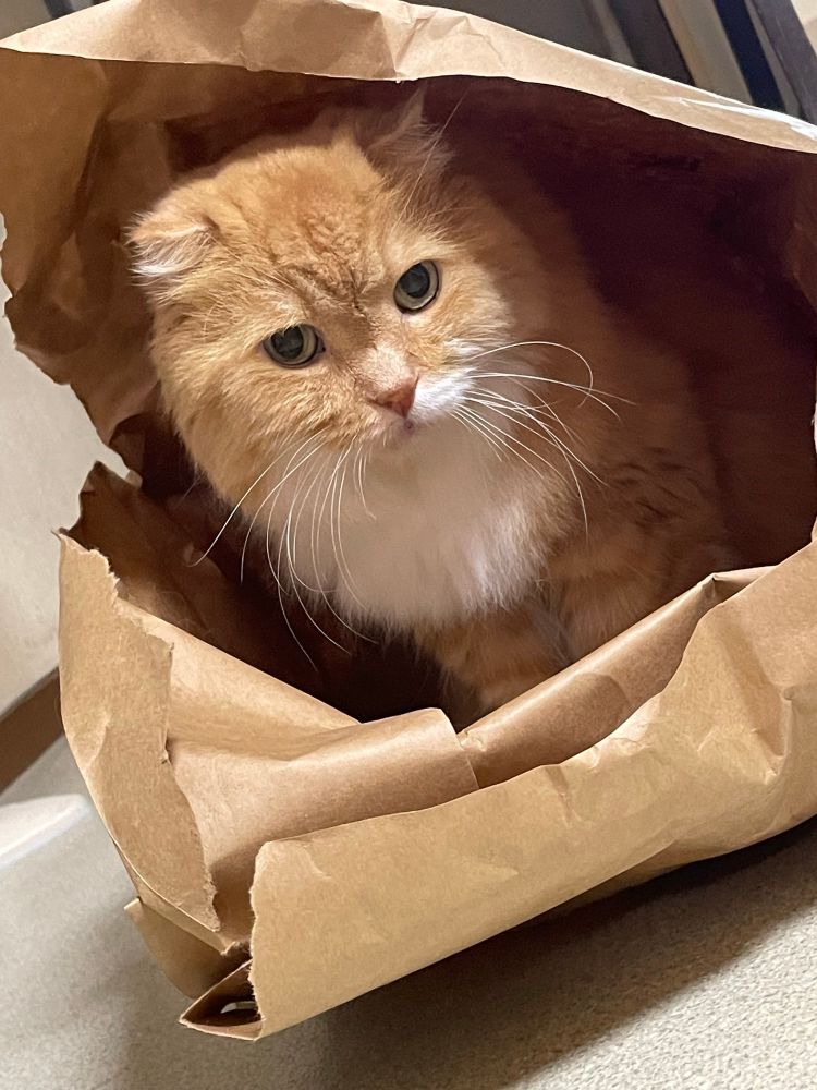 茶色、長毛種の猫がビリビリに破かれたAmazonの包装紙の中からこちらを見ている