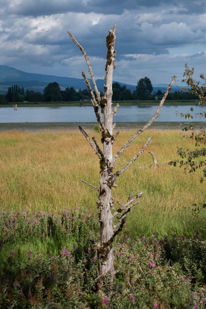 A wildlife tree basks in autumnal light along the river