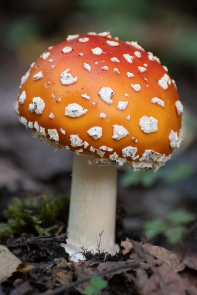 A close up picture of a Amanita Muscaria.