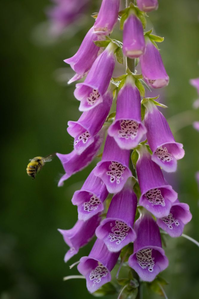 A photograph of a bee approaching foxglove blooms