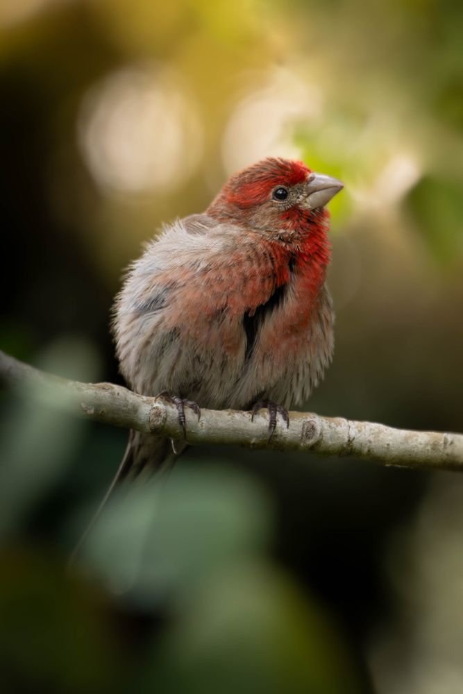 A purple finch fluffs and prunes in the shelter of the canopy