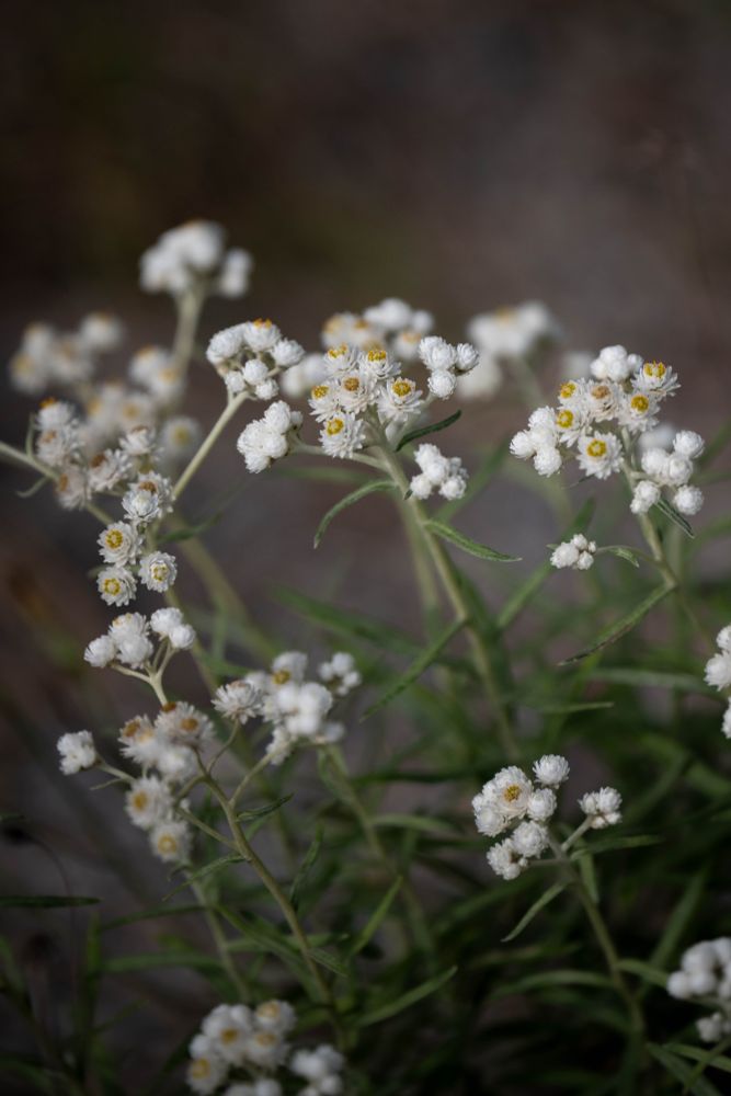 Wildflower Pearly Everlasting growing on the side of the PoCo Trail.