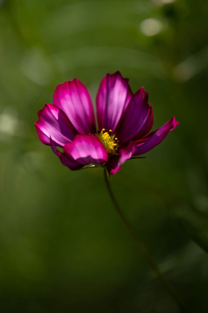 A cosmos sways in dappled light