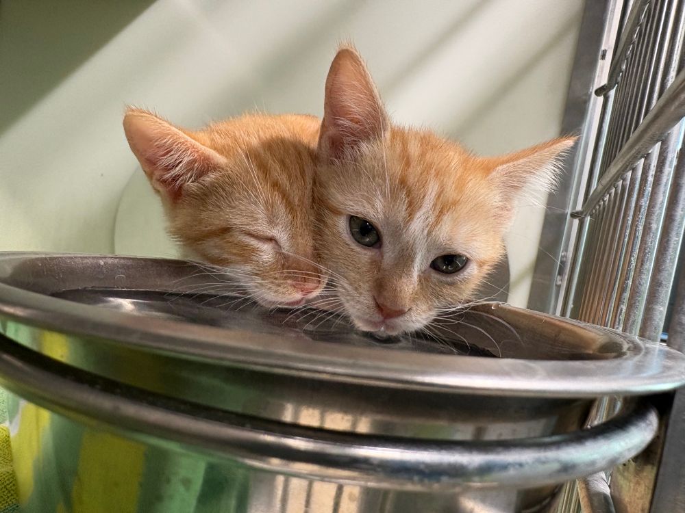 The same two orange kittens, mouths in the water, one snuggled into the other with its eyes closed. 