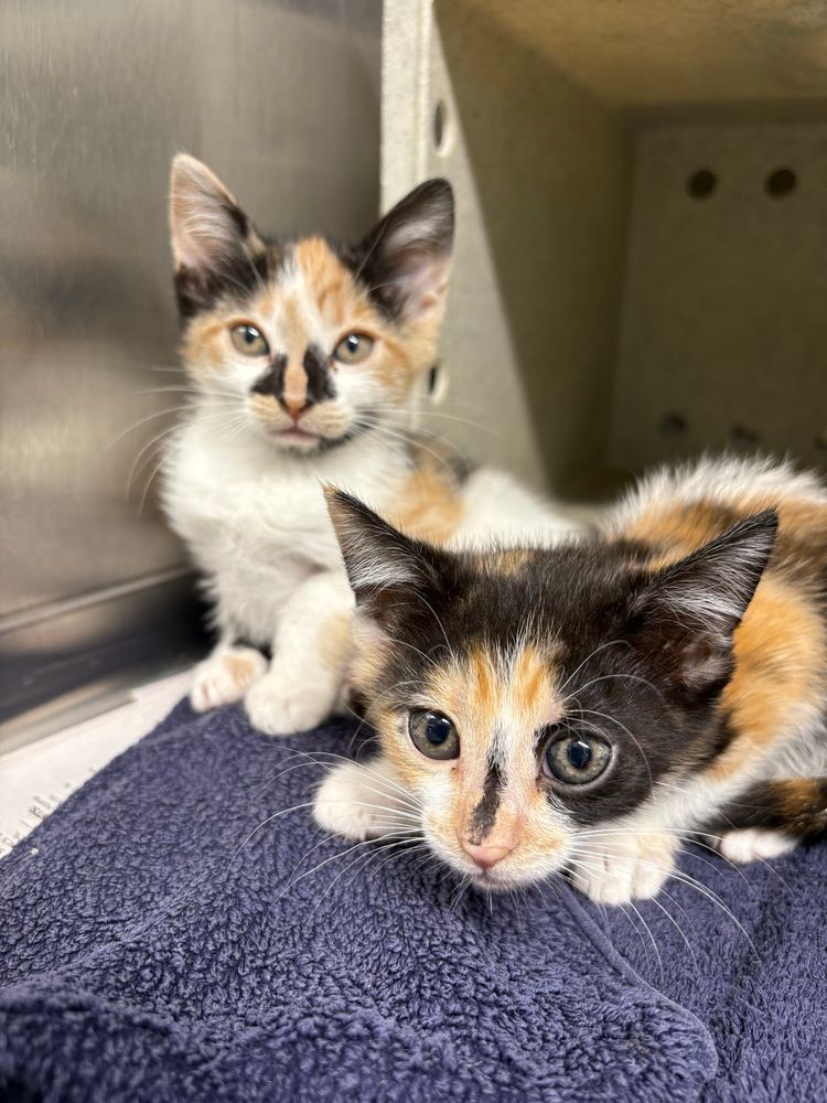 Two calico kittens in a kennel. 