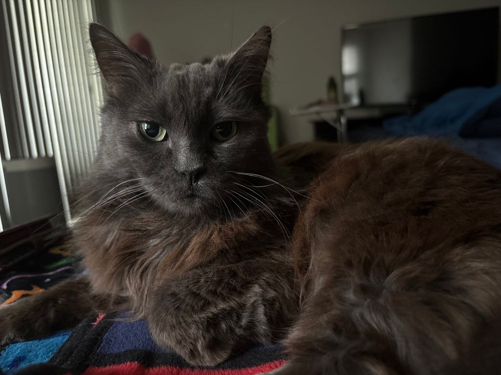 A (very pretty) dark gray cat with green eyes is looking at me from a blanket, one paw curled under her.