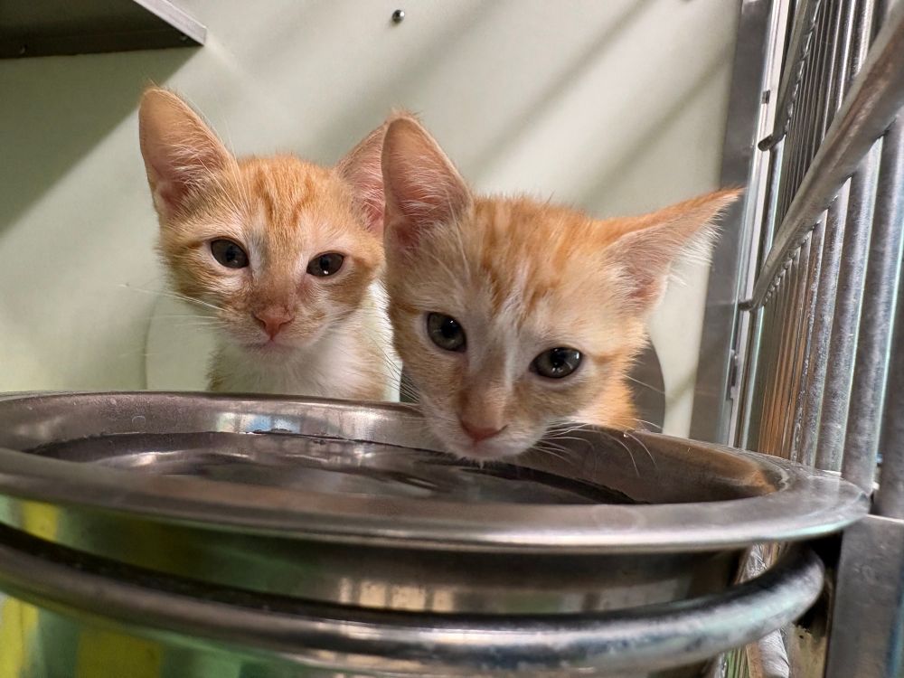 Two orange kittens hovering over their water bowl.