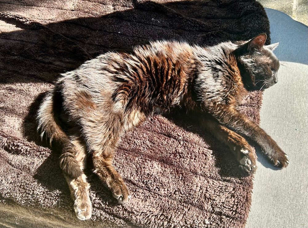 Eigentlich schwarze Katze, die in der Sonne rötlichbraun wirkt, liegt auf einer ebenso braunen Decke
