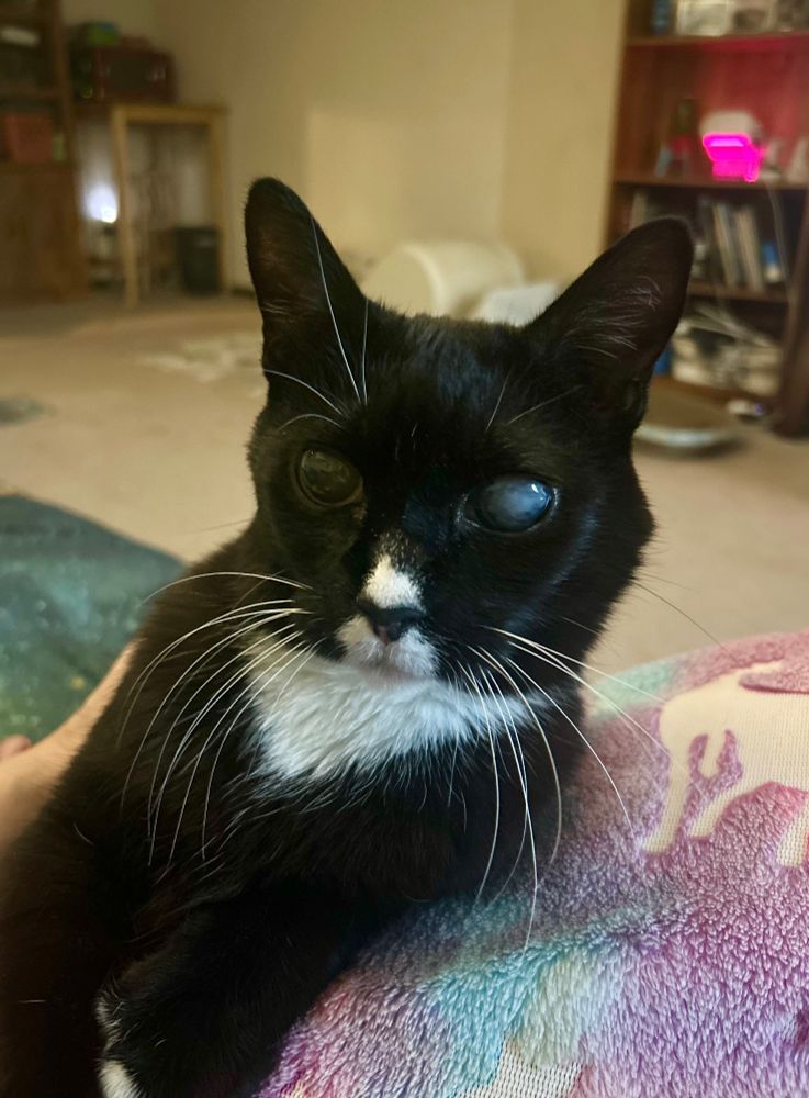 A black and white tuxedo cat rests on a blanket, looking directly at the camera. She has long white whiskers, many nearly five inches in length.