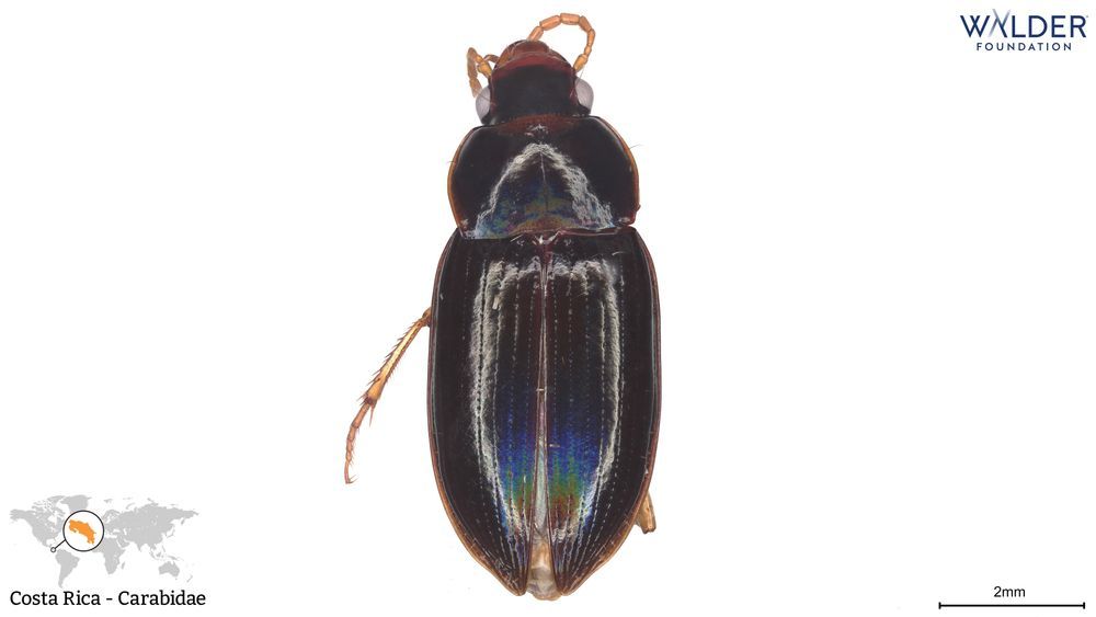 High-resolution arthropod specimen with inset map of collection site in the bottom left corner, scale bar in the bottom right corner, and funder logo in the top right corner.