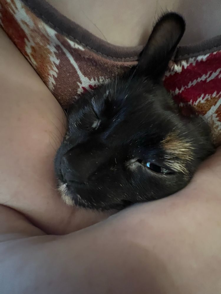 A squished fuzzy, Fat Cat