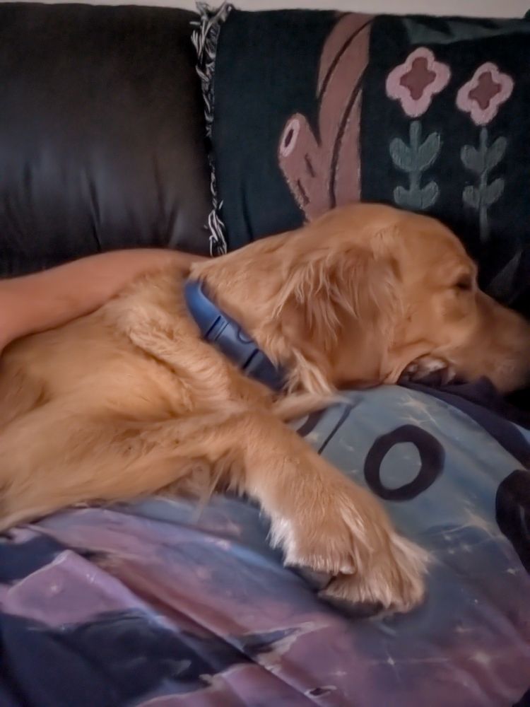 Midas sleeping on me his breath is right in my face 