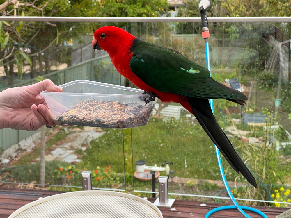 Side view of the parrot perched on the tray so you can see his blue tail and a flash of pale green on his wing