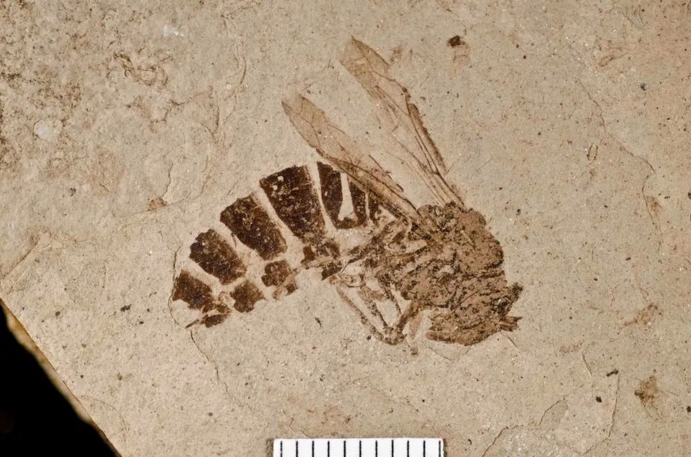 Fossilized paper wasp from Florissant Fossil Beds National Monument. Image from https://www.nps.gov/flfo/index.htm