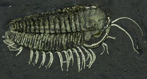 Triarthrus, a trilobite, preserved via pyritization which preserves its legs and antennae.