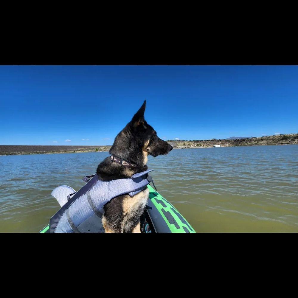 A German Shepherd models his spiffy shark fin life jacket