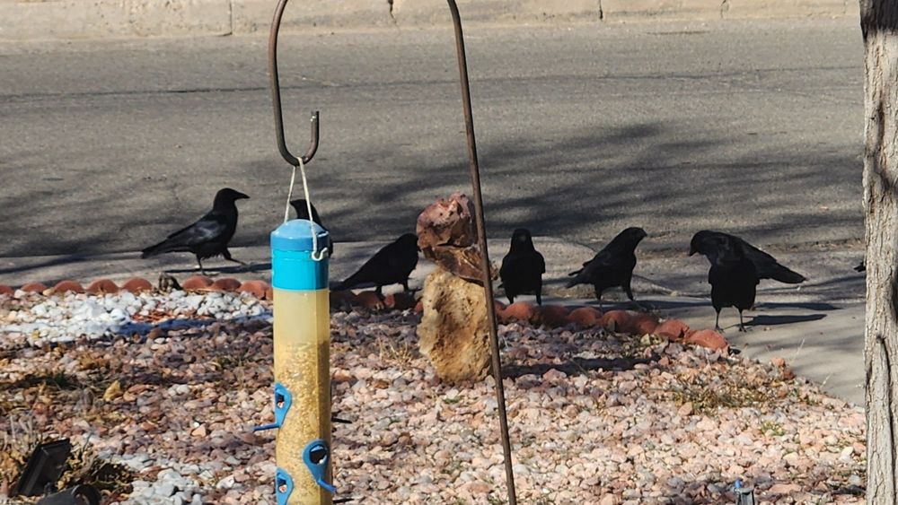 My yearly murder of crows has returned! Crows are seen flying in to eat peanuts, sunflower seeds, and dry cat food.