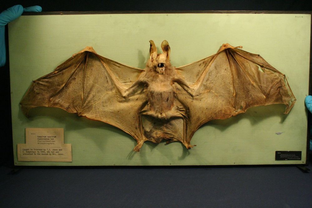 Photograph of mounted great false vampire bat (Vampyrum spectrum) against light green background in the collections of the Cole Zoology Museum (University of Reading). Its wings are fully extended and it has sharp teeth. It looks very scary.